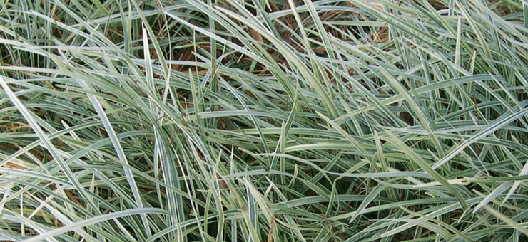 aztek grass